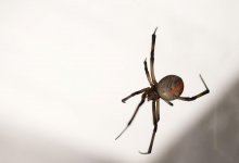 На нашествие каракуртов жалуются жители Атырауской области