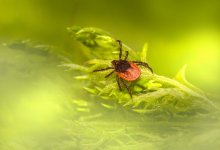 Клещевой энцефалит выявили у жителей трех областей и Алматы