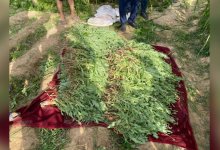 Три тысячи кустов наркорастения вырастил во дворе житель Жетысая