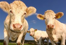 Минсельхоз ограничил вывоз коров и овец из Казахстана