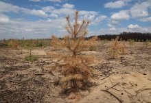 Сосны, посаженные на месте сгоревших деревьев, погибают в Костанайской области