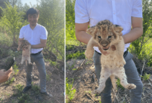 Кража львят из зоопарка Караганды: подозреваемых решили не арестовывать