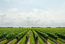 Кредиты под 2,5% на проекты в АПК смогут получить казахстанцы