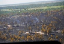 Деньги с продажи сгоревшего леса пойдут на восстановление деревьев в "Семей орманы"