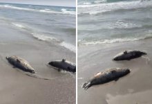 Мертвых тюленей обнаружили отдыхающие на побережье в Актау (ВИДЕО)