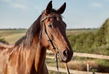 Гниющие туши мертвых лошадей нашли в Павлодарской области