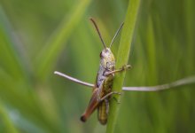 Саранча заполонила два района Костанайской области