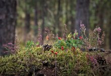 Необычным растением заинтересовались туристы в Актау