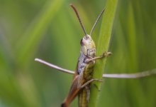 Раздули скандал – Карашукеев о нашествии саранчи в Костанайской области