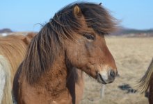 Женщина избивала пони в парке Алматы (ВИДЕО)