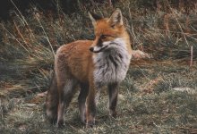 Лиса укусила четырехлетнего малыша за лицо в Мангистау