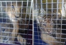 Тигрят и львят пытались незаконно перевезти в Казахстан из России