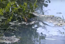 Сточная вода загрязняет пастбища в Туркестанской области