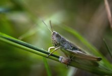 Порог вредоносности количества саранчи превышен в 11 районах Костанайской области