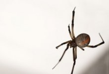 Каракурты заполонили окрестности курортного села в Павлодарской области (ВИДЕО)