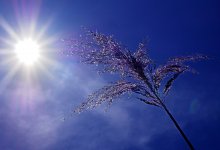 Сильная жара и чрезвычайная пожарная опасность ожидаются 11 июля в Казахстане