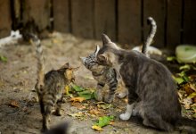 Троих котят выбросил с седьмого этажа житель Актау