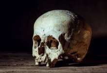 Человеческий череп под кустом обнаружили в Усть-Каменогорске