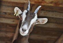 Козы мешают жить сельчанам под Алматы