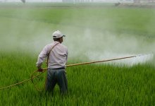 "Урожай погибает": кызылординские рисоводы бьют тревогу из-за дефицита воды