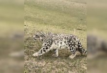 Спасенного снежного барса выпустили в среду обитания в Алматы (ВИДЕО)