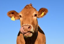 Скот массово гибнет в Павлодарской области