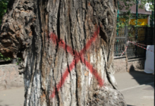 Более 16 тысяч деревьев пойдут под снос в Алматы