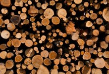 Более 700 деревьев вырубят ради новой тепломагистрали в Темиртау