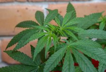 Более шести килограммов наркотиков изъяли у жителя Кокшетау