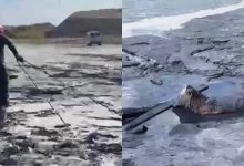 Спасатели вытащили теленка из трясины в ВКО