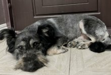 Пса, просидевшего в колодце два месяца, спасли в Актобе