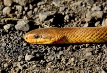 Двоих жителей ЗКО укусили змеи