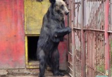 Медведь погрыз руку работнику зоны отдыха в СКО