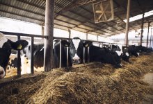 Депутат и бизнесмен подрались из-за коров в Туркестанской области