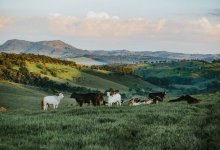 Как сельчанам вернули пастбищные земли в Костанайской области