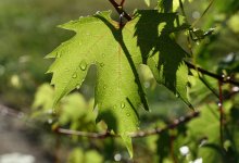 Дожди с грозами ожидаются 4 августа в Казахстане