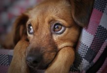 Собаку зарезали на глазах у детей в Уральске