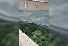 Беспилотник обнаружил поле с почти двумя тоннами конопли в Жамбылской области