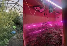 Наркоплантацию в теплице обустроил житель Рудного