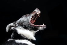 Лицо и ноги разодрала собака семилетнему мальчику в Жамбылской области