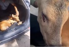 Раненую косулю спасли волонтеры на трассе у Павлодара (ВИДЕО)