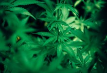 Свыше 50 килограммов наркотиков изъяли у сельчанина в Жамбылской области