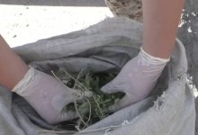 Больше 20 кг наркотиков изъяли полицейские в Жамбылской области