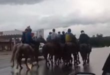 Кокпар посреди оживленной дороги устроили в Алматинской области (ВИДЕО)