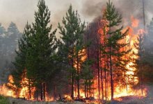 Пожар в Аманкарагае: экс-главе лесхоза грозит семь лет тюрьмы