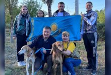 Казахских тазы впервые представят на Всемирной выставке собак в Женеве
