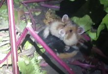 Нашествие хомячков беспокоит дачников в Костанае