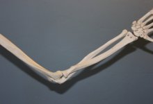 Скелет пропавшего четыре года назад мужчины нашли в СКО