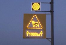 Водителей будут предупреждать о приближении животных на трассе в ВКО