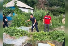 Сразу двое жителей одного села выращивали на огородах коноплю в Жетысуской области